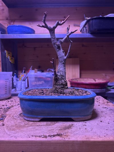 Ginkgo