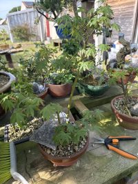 Potatura - 13/06/26 - Photo 1/1