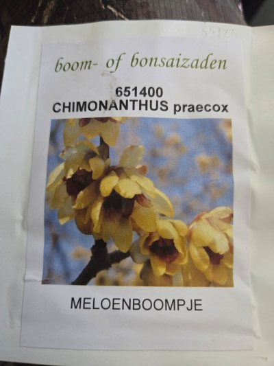 Meloenboom zaad