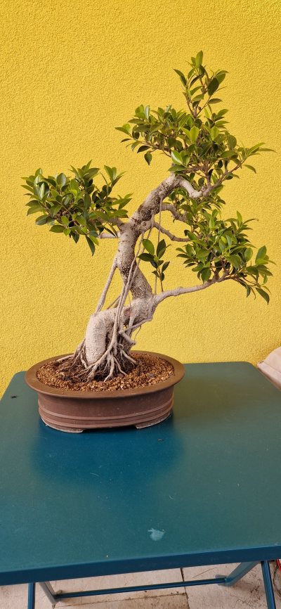 Ficus