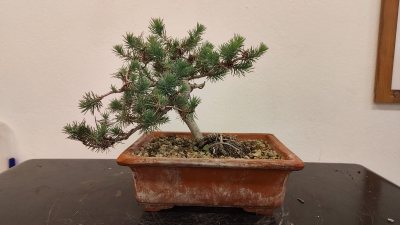 Pi pinyoner n.1