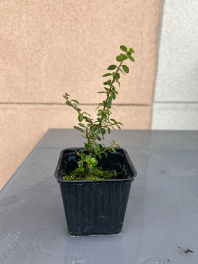 Cotoneaster 3