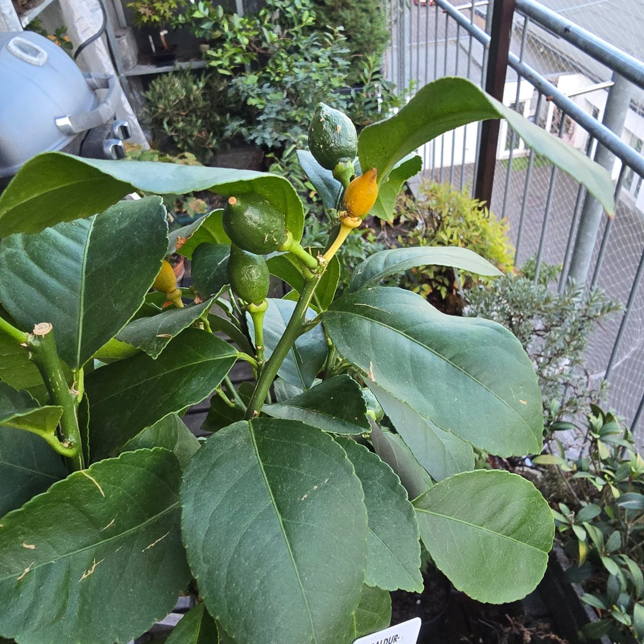 Photo 14
