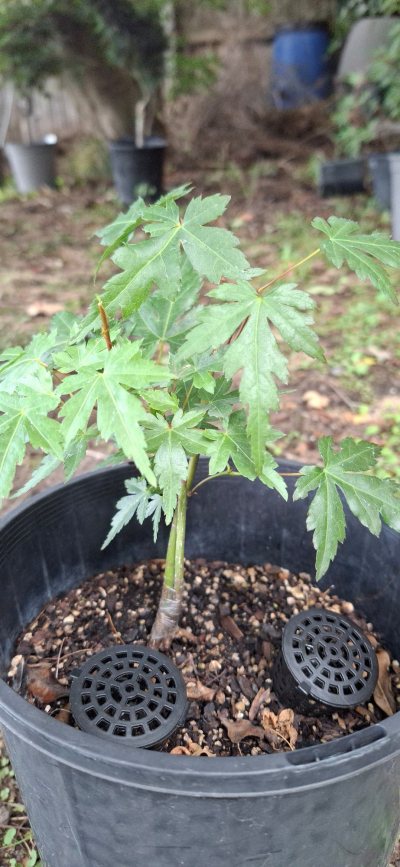 Twin Trunk Maple