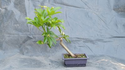 Schefflera