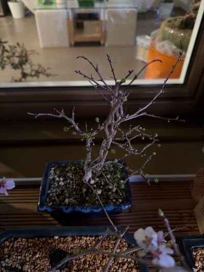 Bonsaï aubépine
