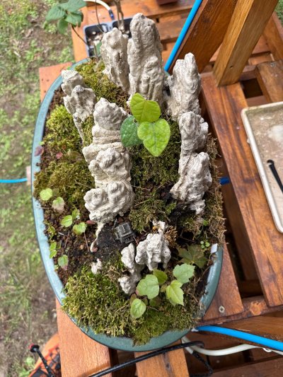 Penjing Lisandru / Olivier