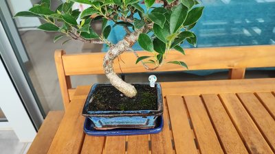 Ficus Mistral