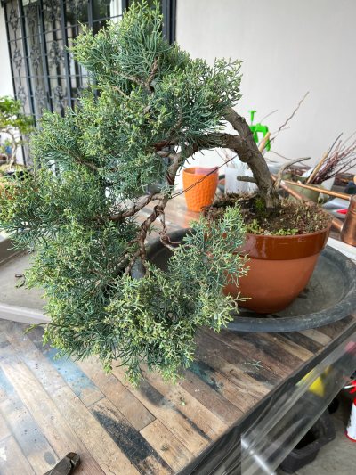 Juniper Virginia