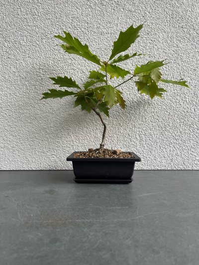 Oak