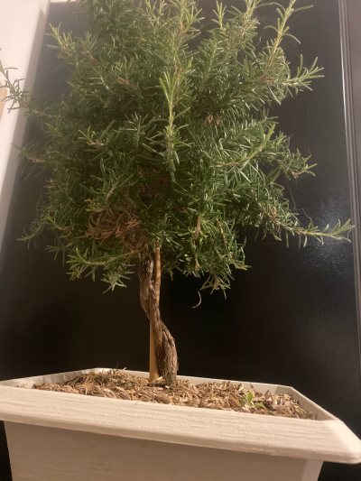 2eme banzaï