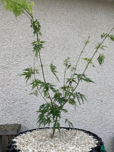 Acer palmatum - Emerald Lace