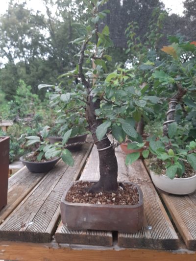 Prunus sauvage