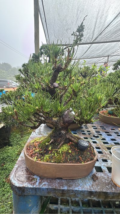 Pinheiro negro 10
