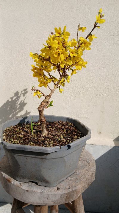 Forsythia
