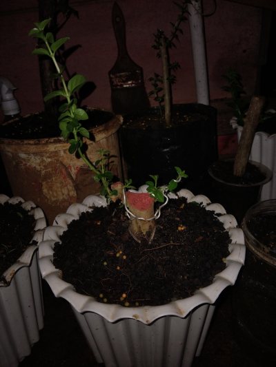 Sancang the Max 30cm