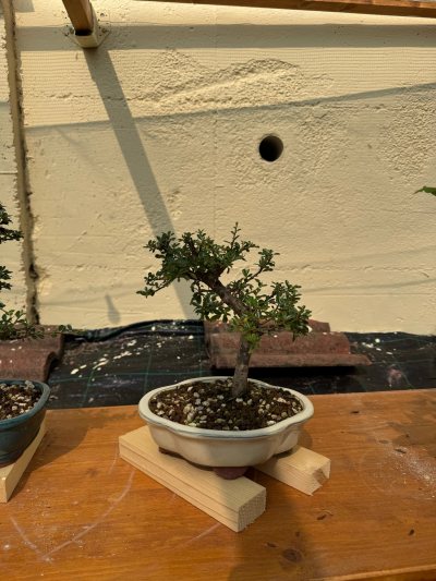 Cotoneaster perenne 4