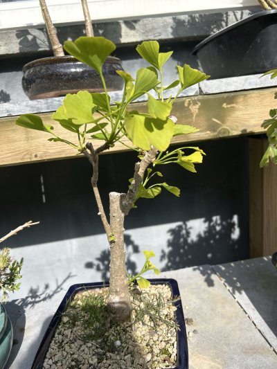Gingko 3