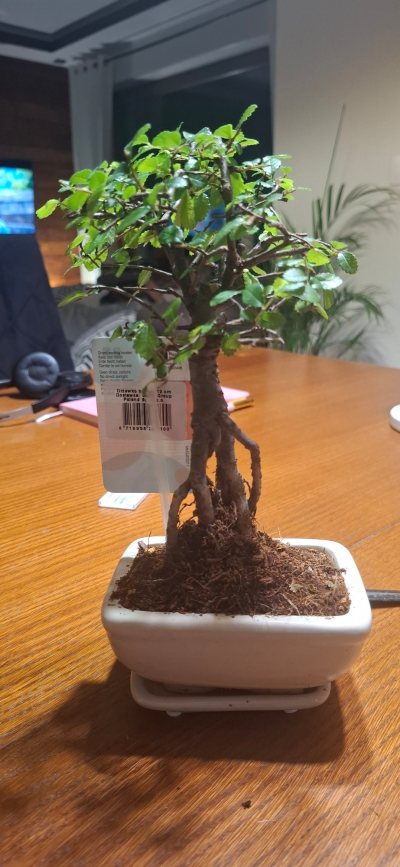Zelkova brzoza chińska netto