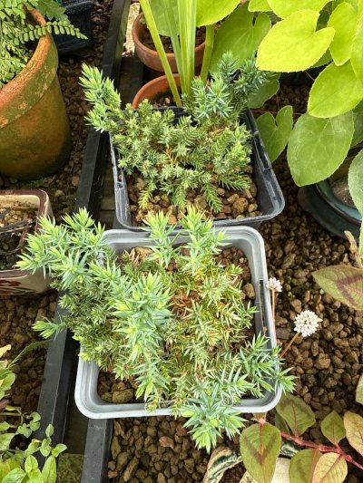 Juniperus plants