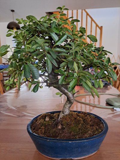 Pyracantha spp
