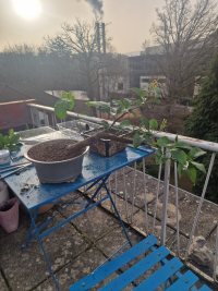 Umtopfen - 06.03.26 - Photo 1/1