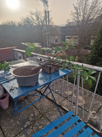 Citron semi-cascade