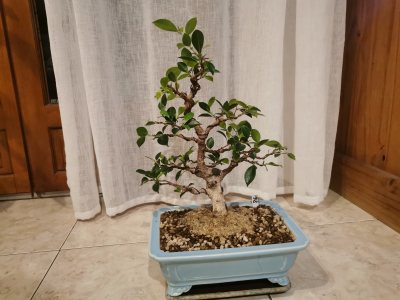 FICUS 1