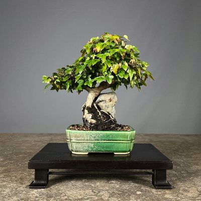 Acer Buergerianum En Roca ***