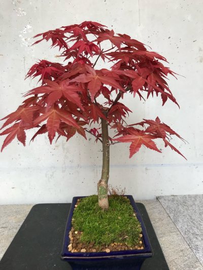 Acer Palmarum