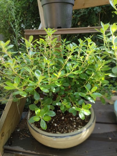 Escallonia Red Dream