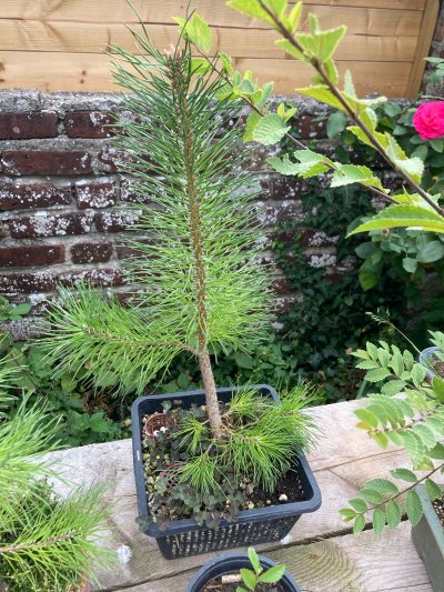Pin Sylvestre #3