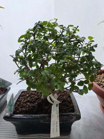 Ulmus