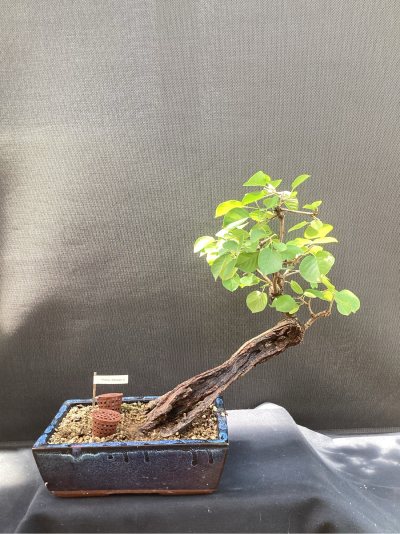 Prunus Mahaleb 6