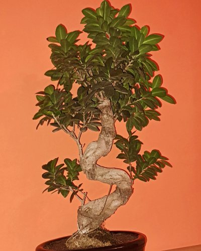 Ficus G