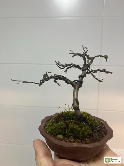 Cotoneaster