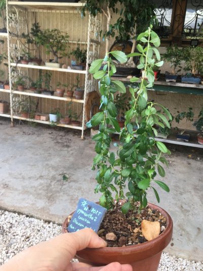 Pyracantha 2