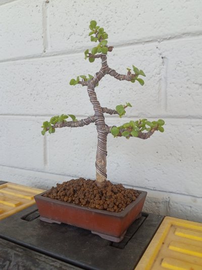 Elephant Bush Bonsai 2