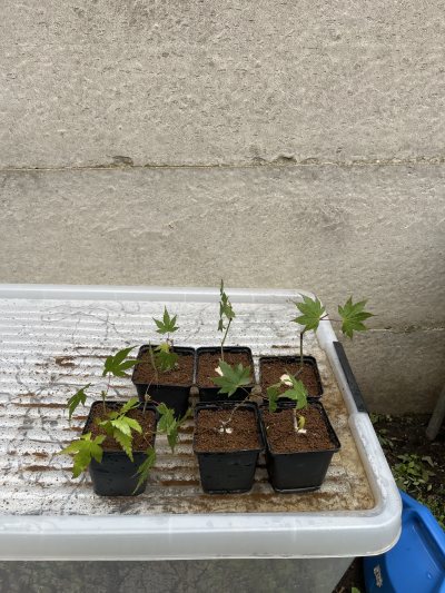 Boutures palmatum