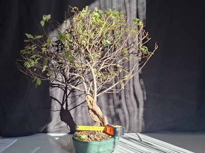 Vendita: Olmo