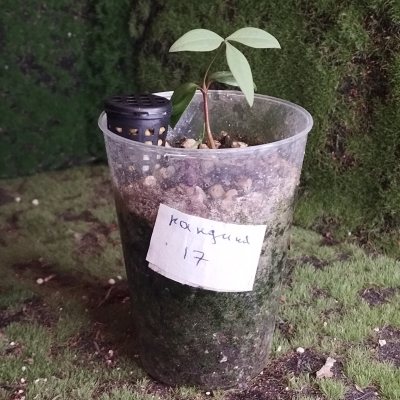 Нандина домашняя 🌳 НДо17 ≈◎⌑