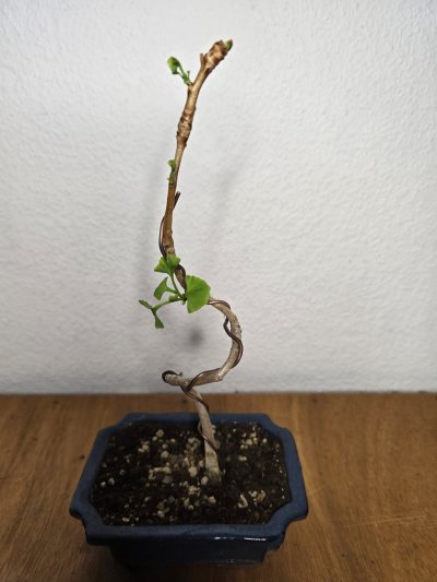 Ginkgo 001
