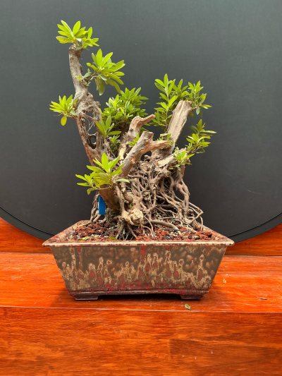 Azalea