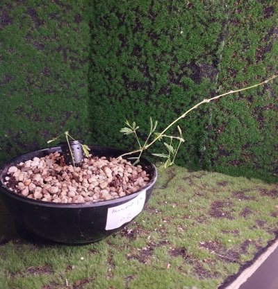 Мимоза стыдливая (Mimosa pudica) 02