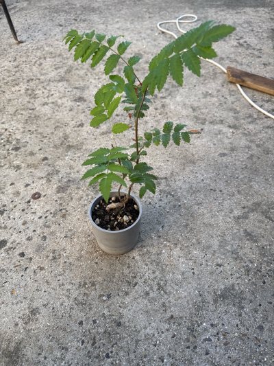 Sorbier 1