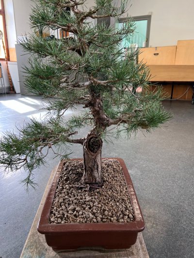 Pin sylvestre