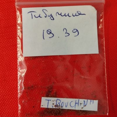 Плерома чешуйчатая, или Тибучина семена