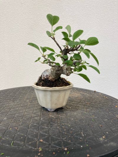 Pommier
