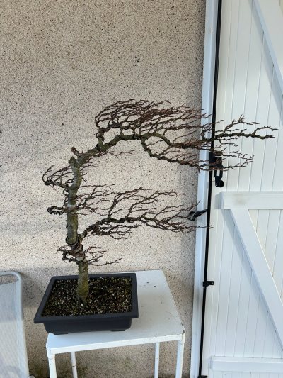 Hêtre battu par le vent