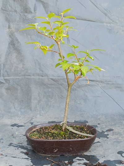Forsycja brown